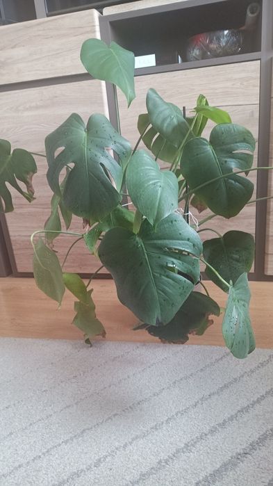 Kwiat Monstera  d