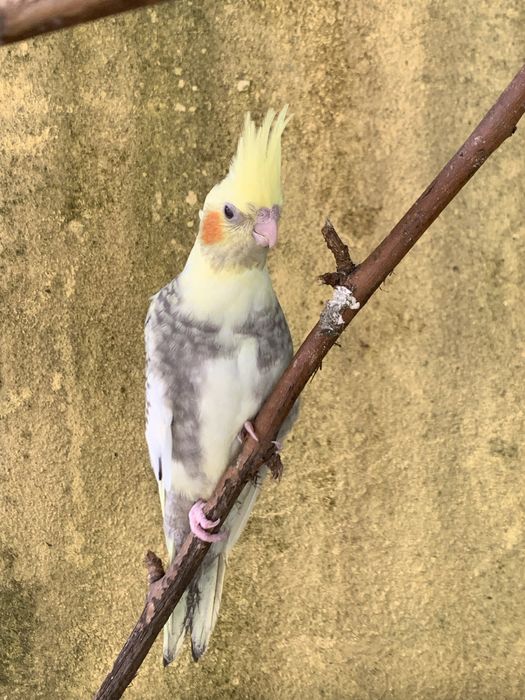 Vendo  caturras adultas e bebes