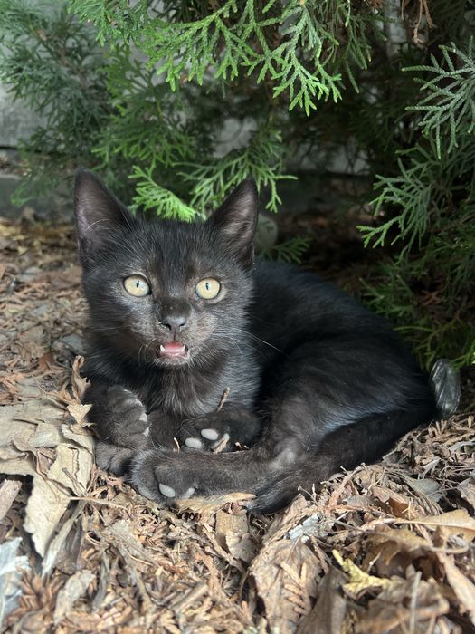 Кошеня безкоштовно (котик)