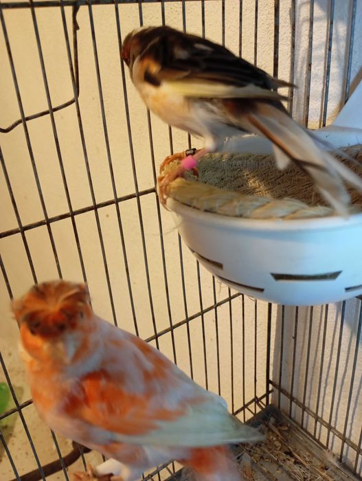 Vendo 11 casais de  canário