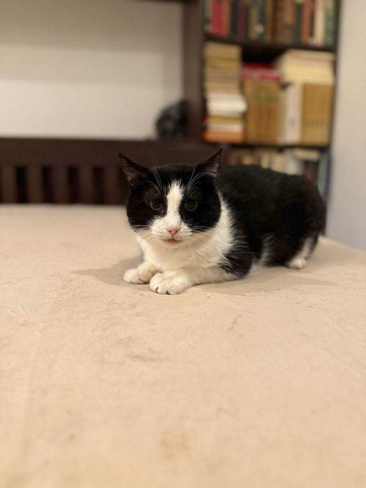 надзвичайно ніжний котик, кіт евакуйований з зони бойових дій