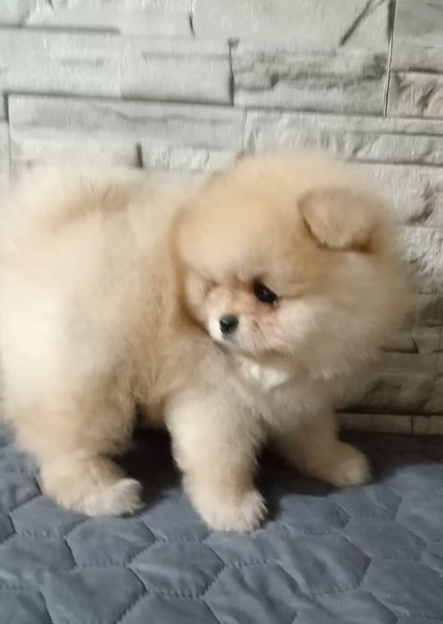 Супер мачо оранж