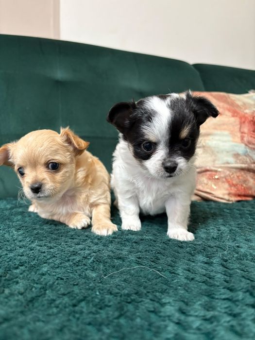 Chihuahua maleńki piesek