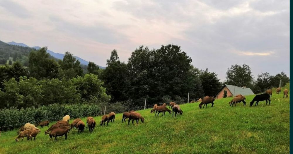 owca Kameruńska owieczki. Baranki  certyfikat ekologicze