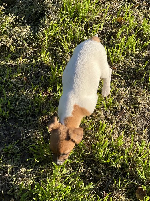 Маленька зірочка джек