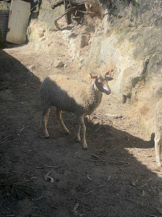 Vendo borregos bordaleiros