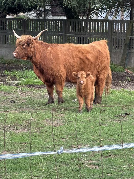 Krowa highland szkocka wyżynna stado byk