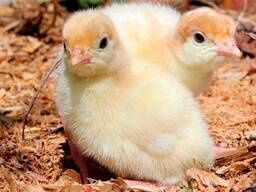 Бройлерні індичата,гусенята,каченята,курчата,кури несучки