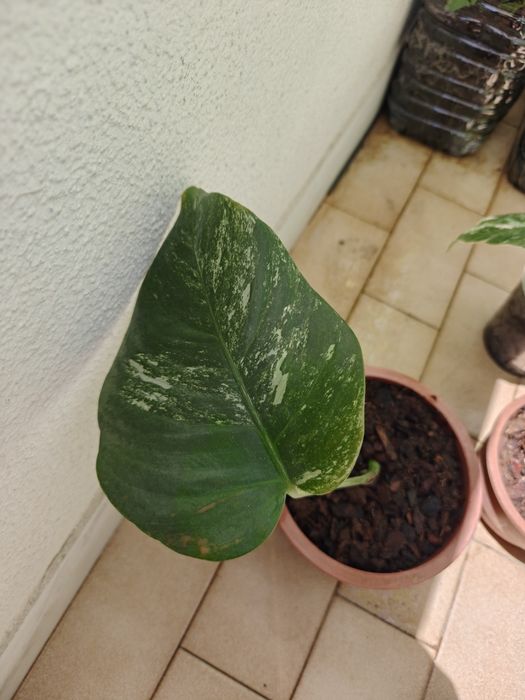 Vendo monsteras variegatas várias.