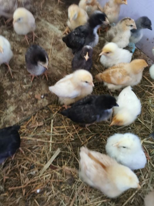 Pisklęta kur niosek