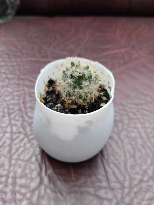 Кактус мамілярія