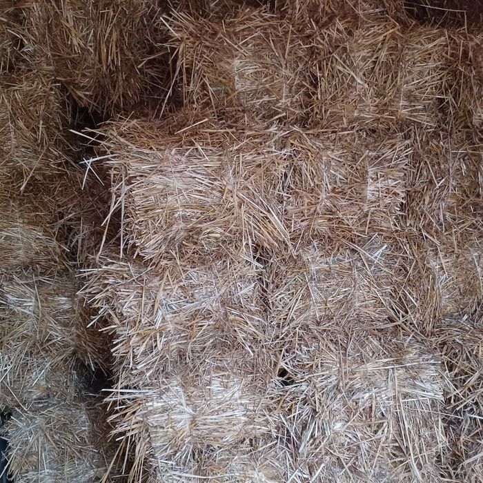 Słoma ofśiana lub przeniczna