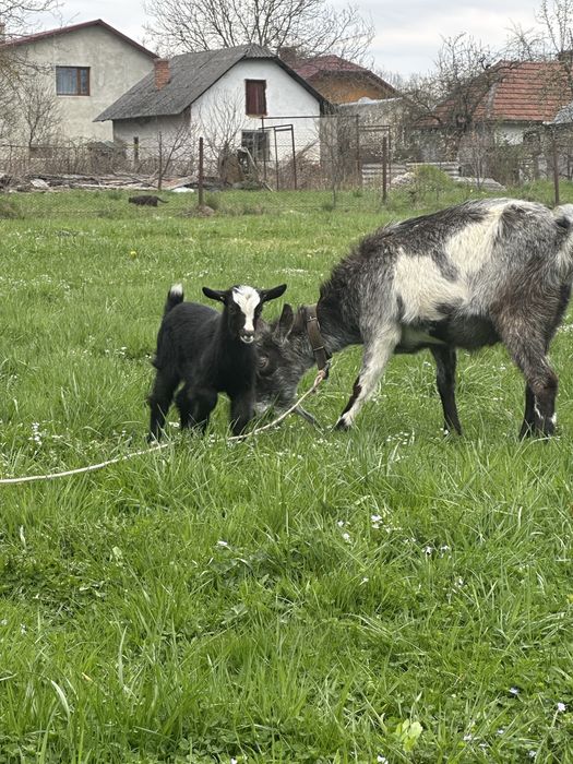 Продам кізочку. Коза, козеня, козочка . В добрі руки.