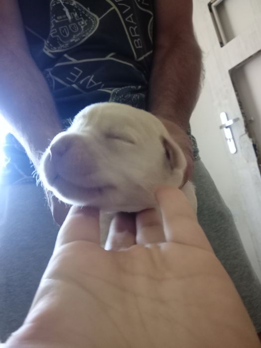 Labradorki do oddania