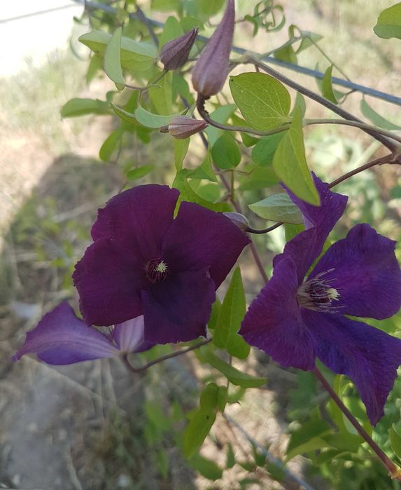 Trepadeira Clematis roxa
