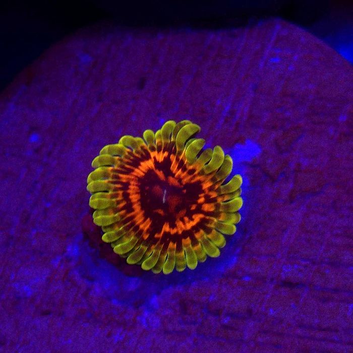 Zoanthus zoa Hallucination - 1 polip Kingdom of Corals