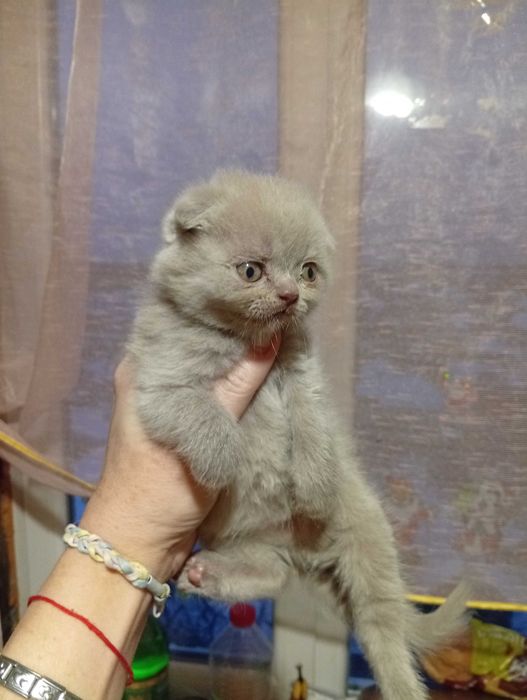 Шотландские чистокровные мальчики и девочка