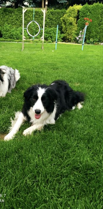 Border collie / szczeniak / rodowód / piesek