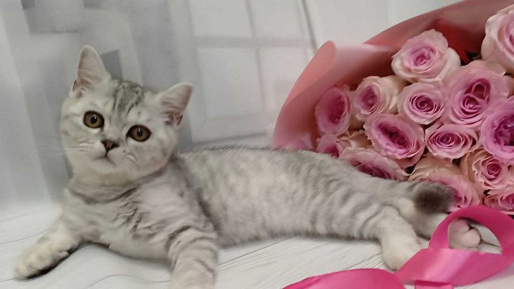 Чистокровні котики!