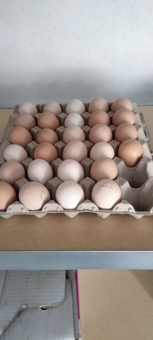 Vendo ovos diferentes raças