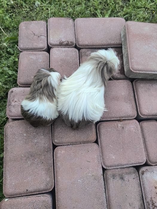 Морская свинка порода Коронет