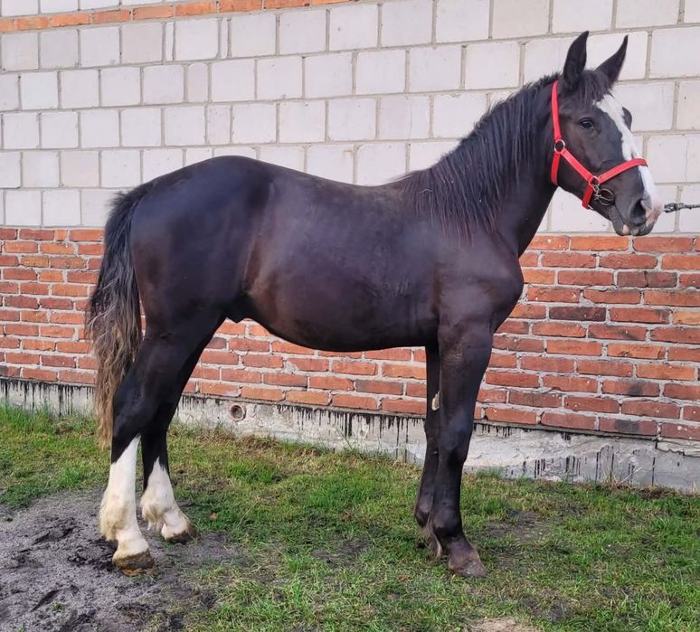 Sprzedam ogierka