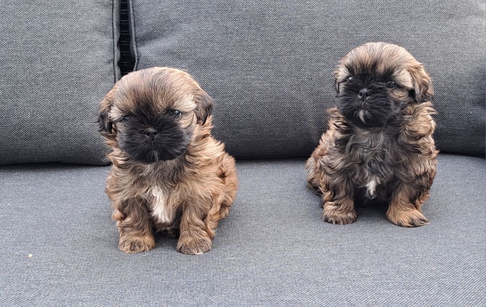 Shih tzu  suczka  mała