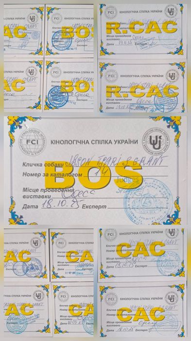 Шикарные щенки немецкой овчарки. Одесса. КСУ.