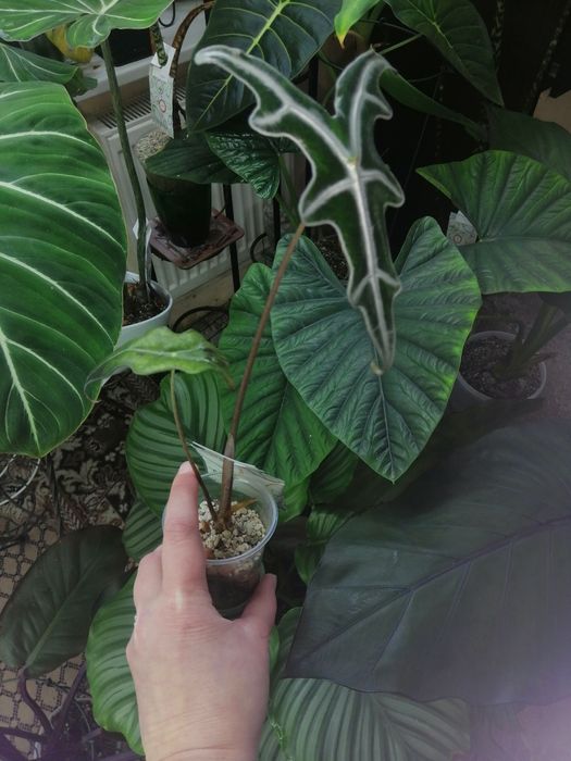 Алоказия много сортов. Нобилис, блек стем, лонгилоба пёрпл.