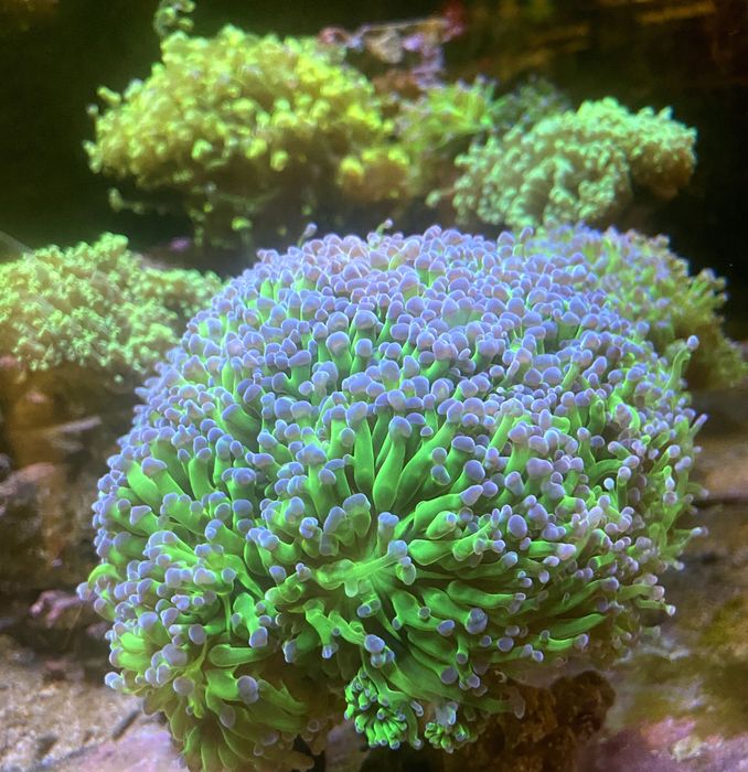 Coral Euphilia paradivisa, zoanthus, Palytoa, ricordea...etc