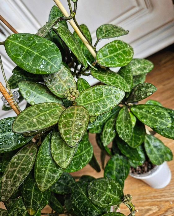 Продам Hoya Elliptica splash