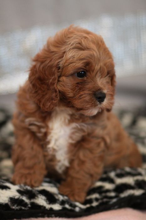 *** Cavapoo śliczny***