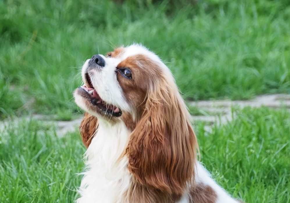 Piesek ZKwP - Cavalier King Charles Spaniel