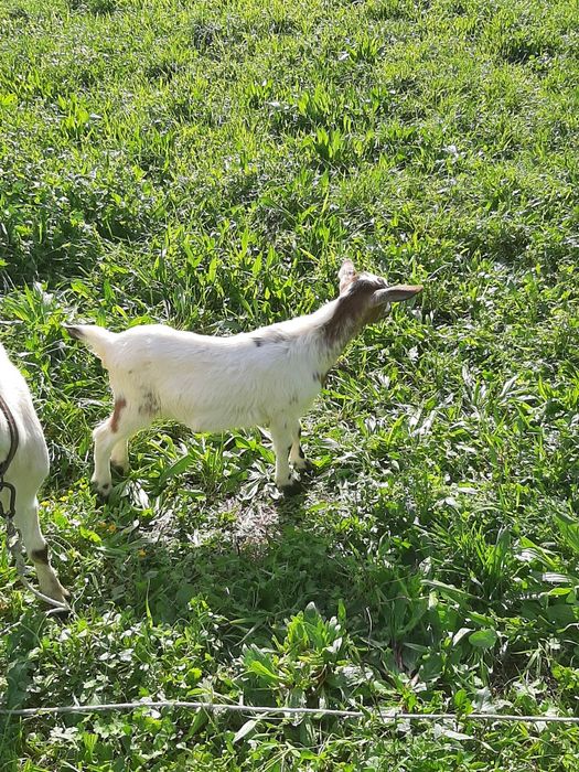 Vendo Cabrito de boa raça