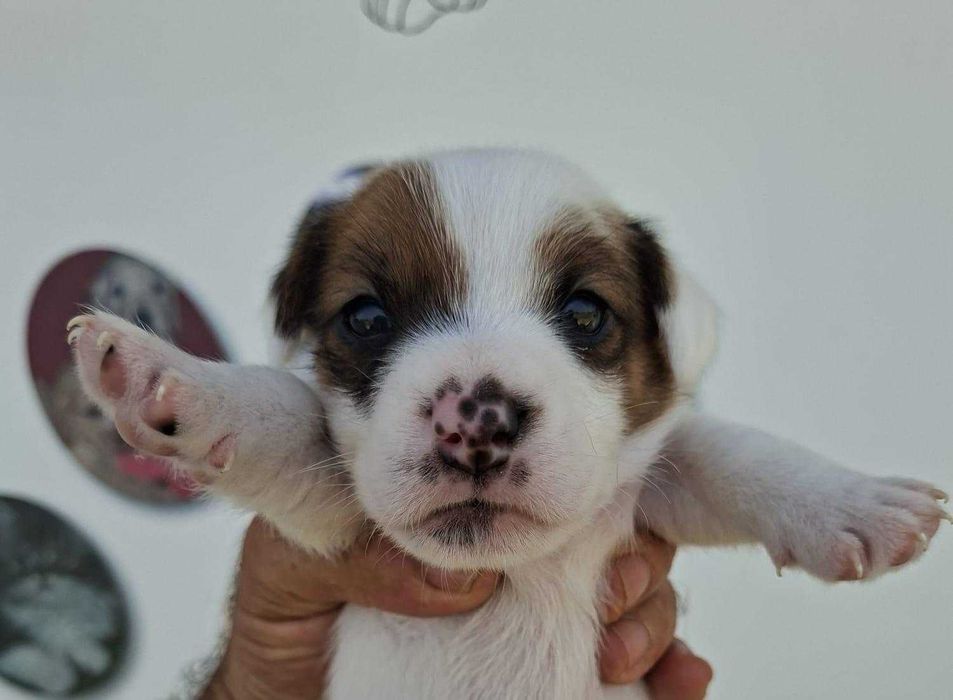 Jack Russel Terrier com LOP