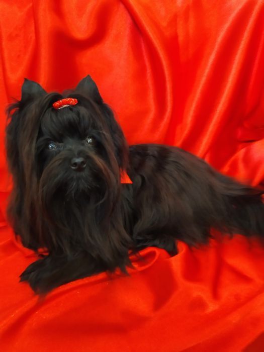 Mini samczyk Black Tan Yorkshire terrier