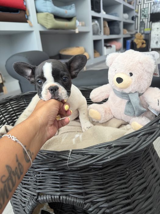 Bulldog Frances  menina linda