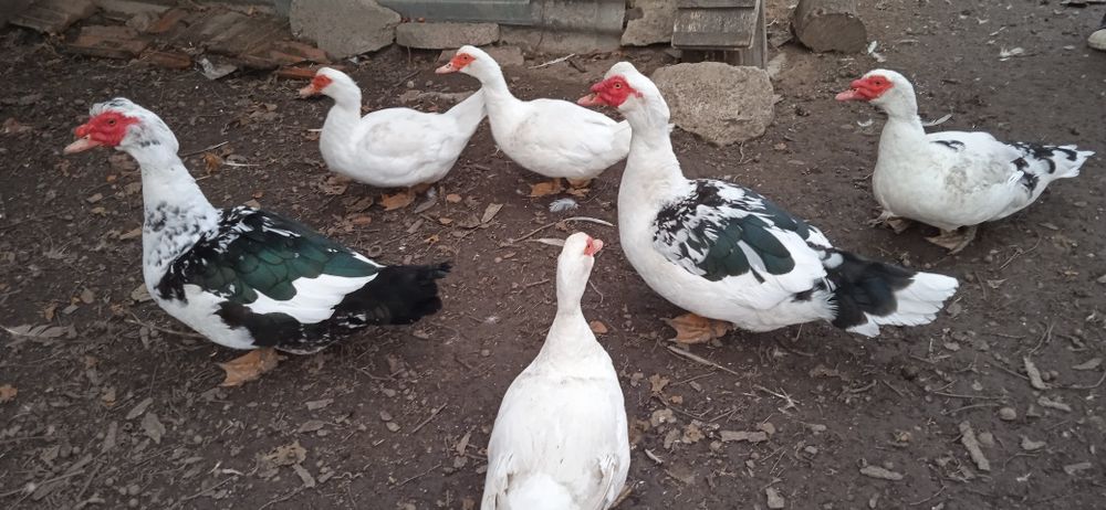 индоутка, мускусная утка тяжелой породы