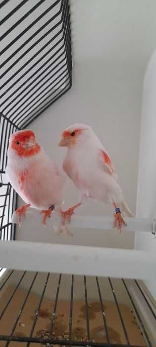 Casais de canários+ gaiola nova+alimentação