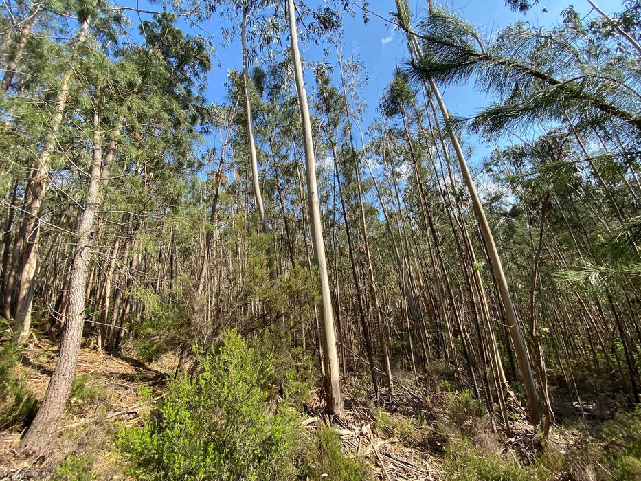 PINHAL -  Rústico com eucaliptal e mato na zona de Pombal
