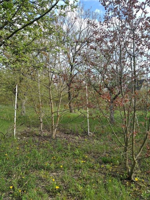 Земельна ділянка з дачним будинком в м. Заставна