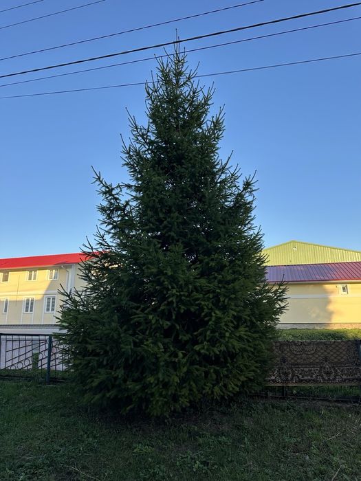 Ялинка Продам ялинки 6-7м.