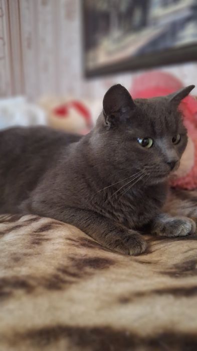 Дівчинка британка у хороші руки!