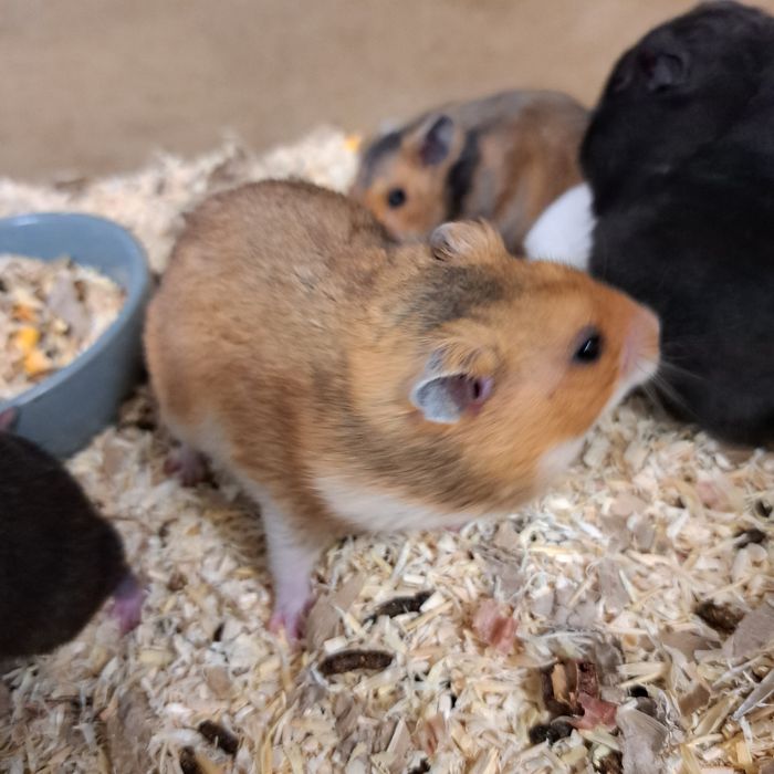 Chomik Syryjski w sklepie zoologicznym Gruby Kocur Galeria Trend