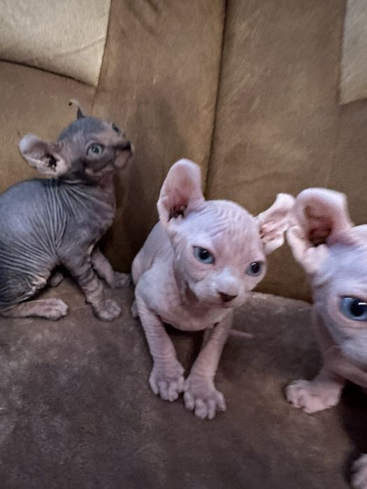 Казкові малюки -канадскі ельфінята