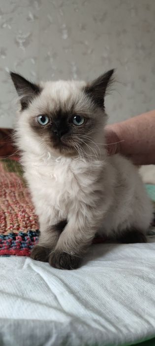 Персидский гималайский котенок мальчик