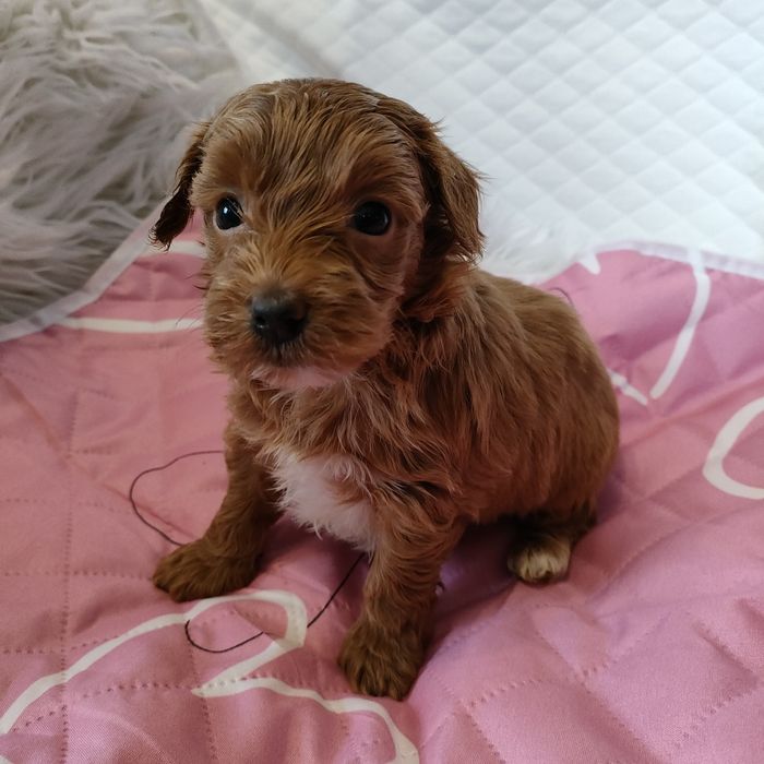 Śliczna suczka Maltipoo f1b