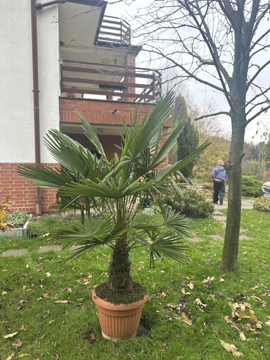 Palma mrozoodporna Trachycarpus fortunei