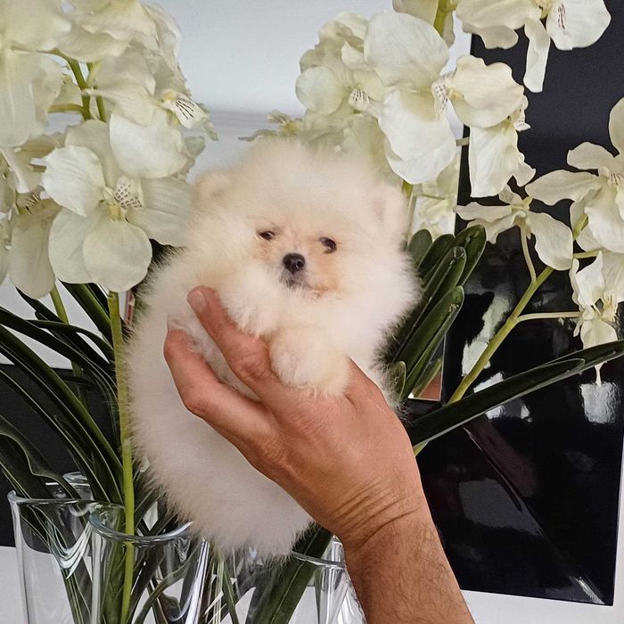 Spitz Alemão Anão e/ou Lulu da Pomerânia  FEMEA   com  LOP e AFIXO