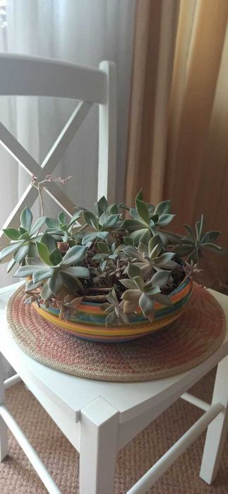 Сукуленти кімнатні